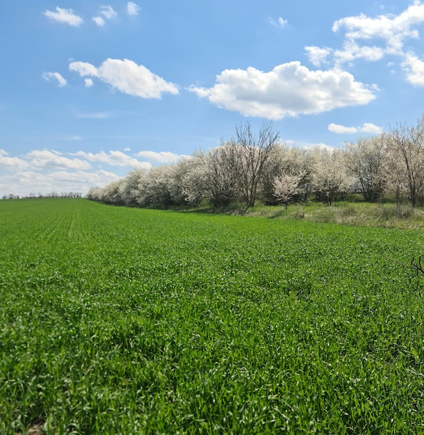 Un campo de hierba verde con un cielo azul y algunas nubes blancas.