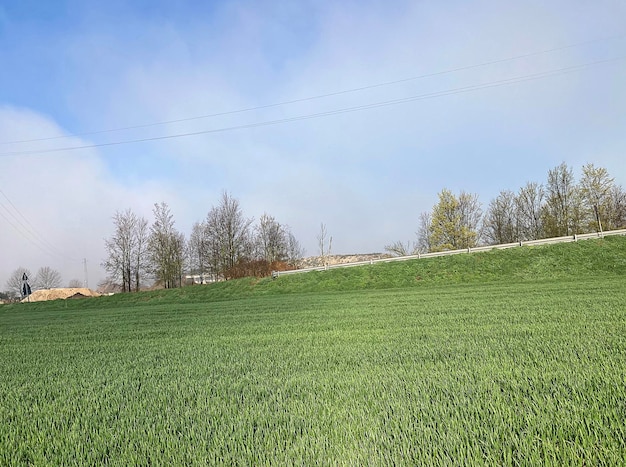 Un campo de hierba verde con un cielo azul y árboles en el fondo.