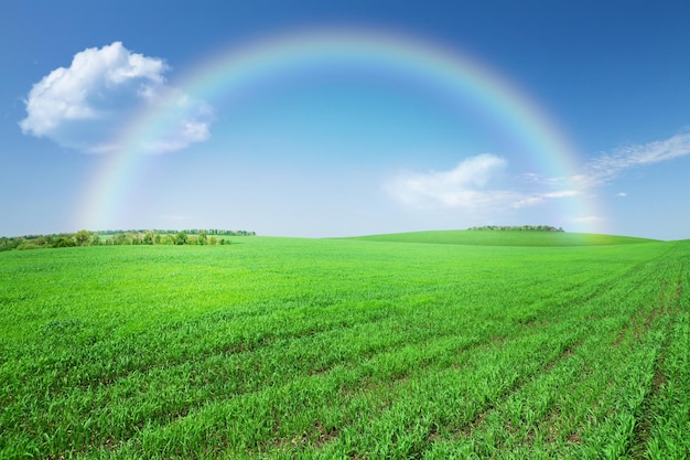 Campo de hierba verde cielo azul con arco iris