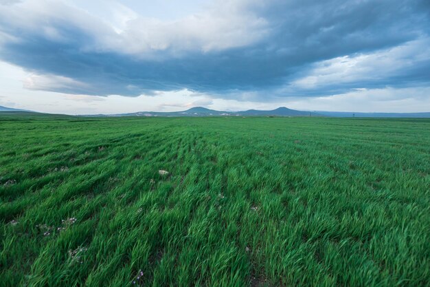 Campo de hierba verde y cielo azul brillantexA