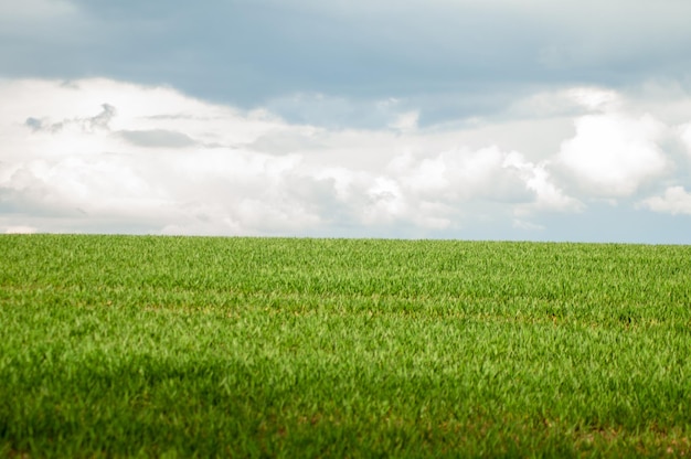 Un campo de hierba verde con un cielo azul de fondo