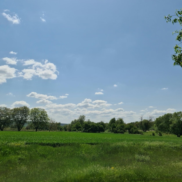 Un campo de hierba verde con un cielo azul y nubes