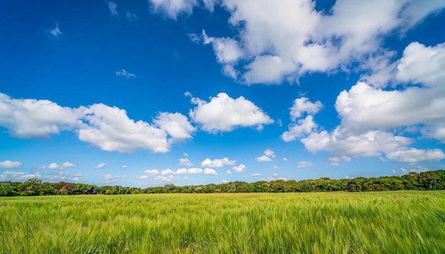 campo de hierba verde con cielo y nubes generado ai