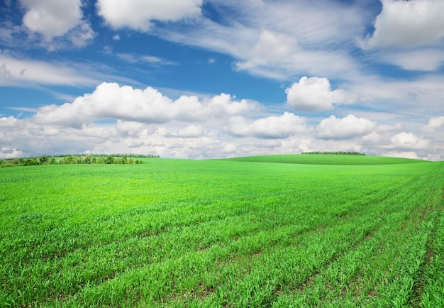 Campo de hierba verde y cielo con nubes