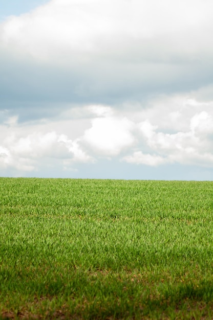 Un campo de hierba verde con un cielo nublado en el fondo