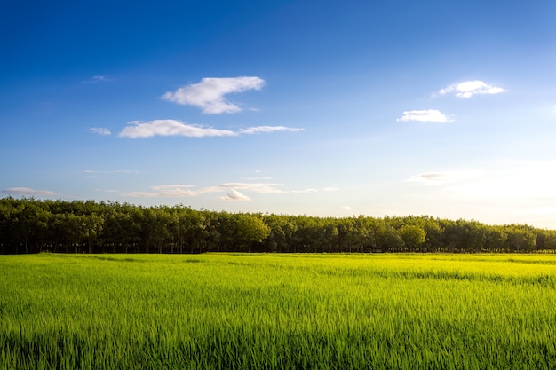 Campo de hierba verde y cielo perfecto y árboles