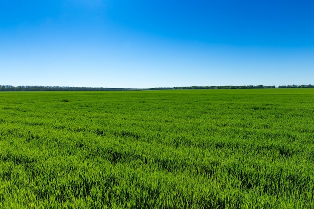 Campo de hierba verde y cielo