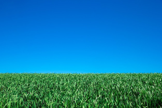 Campo de hierba verde y cielo