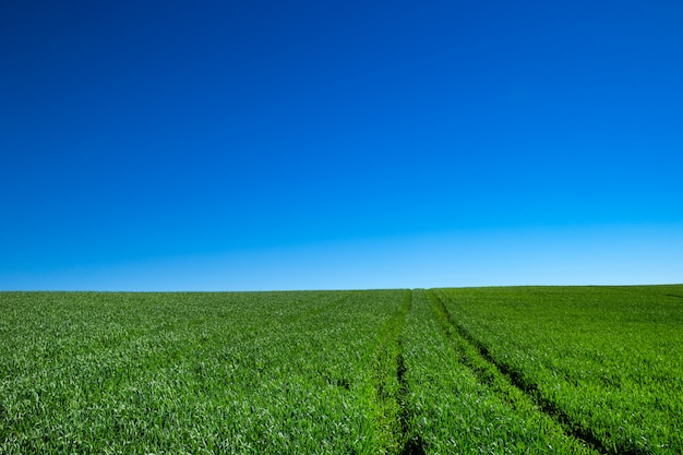 Campo de hierba verde y cielo