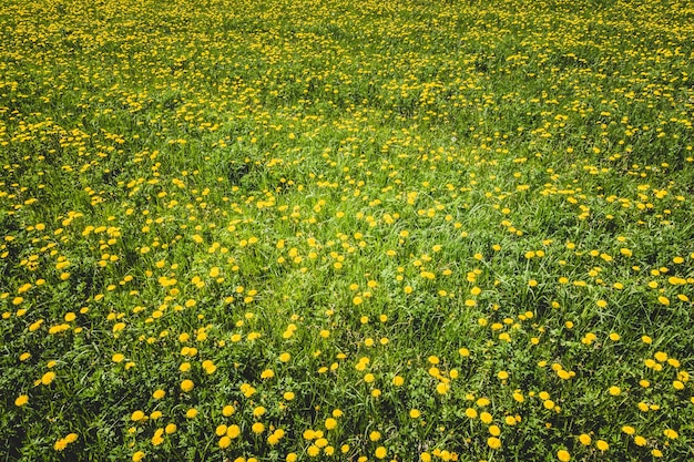 Campo de hierba verde con dientes de león