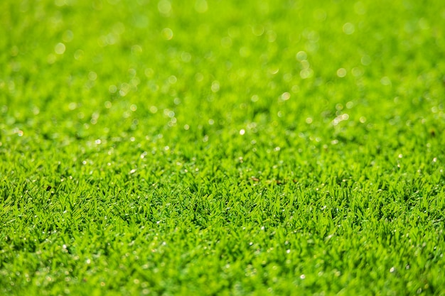 Campo de hierba verde, fondo de desenfoque verde natural y primer plano.