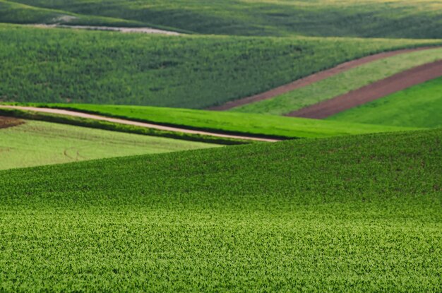 campo de hierba verde de fondo