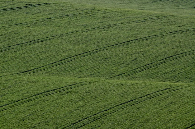 campo de hierba verde de fondo