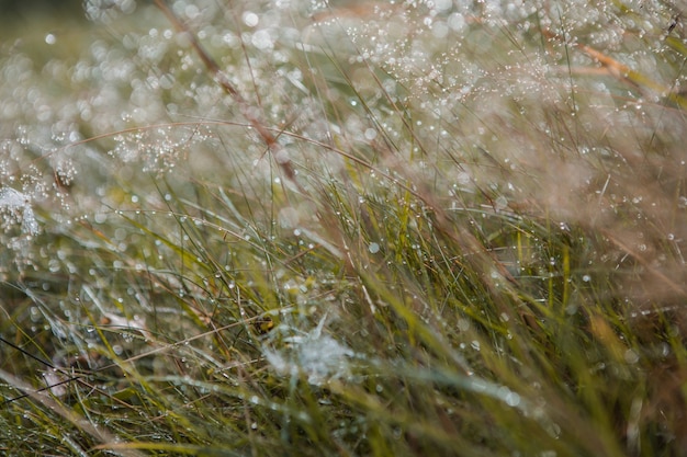 Campo de hierba verde fresca borrosa temprano en la mañana con rocío. Hierba verde con bokeh. Fondo de naturaleza. Ambiente limpio.