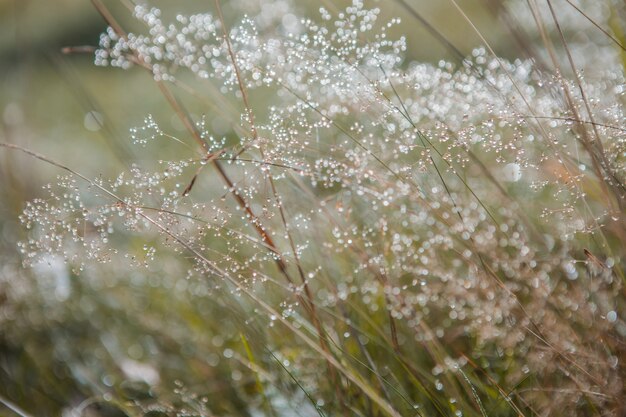 Campo de hierba verde fresca borrosa temprano en la mañana con rocío. Hierba verde con bokeh. Fondo de naturaleza. Ambiente limpio.