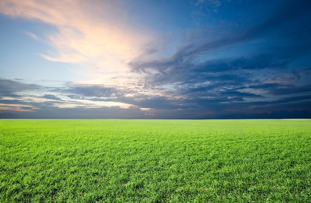 Campo de hierba verde fresca bajo cielo azul