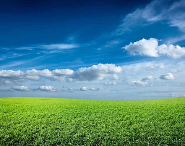 Campo de hierba verde fresca bajo cielo azul