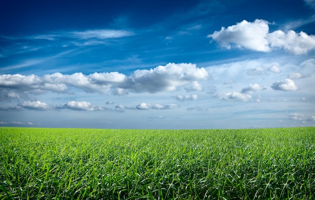 Campo de hierba verde fresca bajo cielo azul