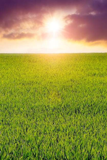 Campo con hierba verde joven y cielo pintoresco al atardecer, vista primaveral