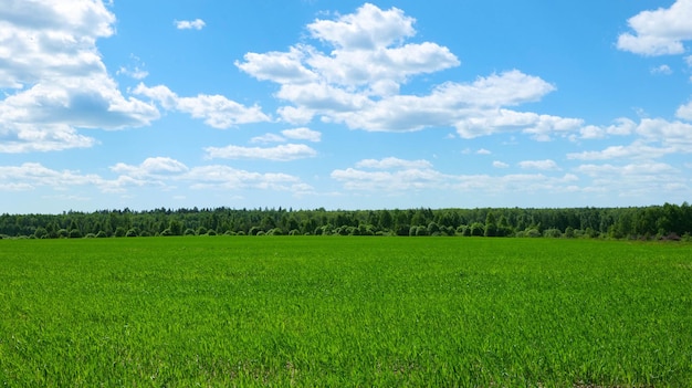 Un campo con hierba verde junto a un bosque en un día soleado de verano.