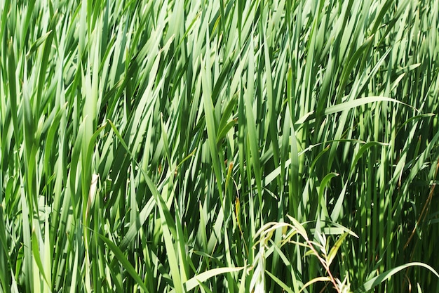 campo de hierba verde ondeando por el viento en un día soleado
