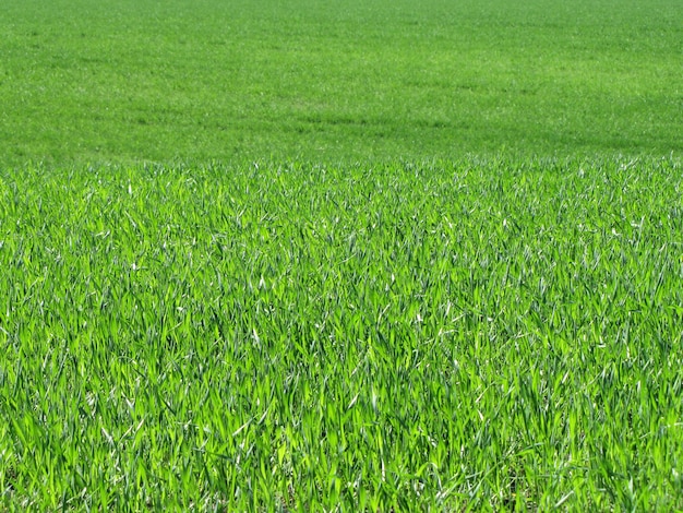 Campo de hierba verde ondeando por el viento en un día soleado