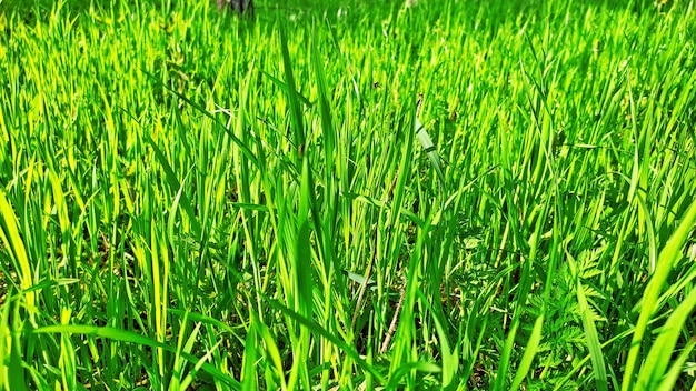 un campo de hierba verde con la palabra cita en él