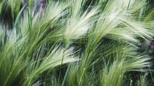 Un campo de hierba verde con la palabra "hierba" a la izquierda.