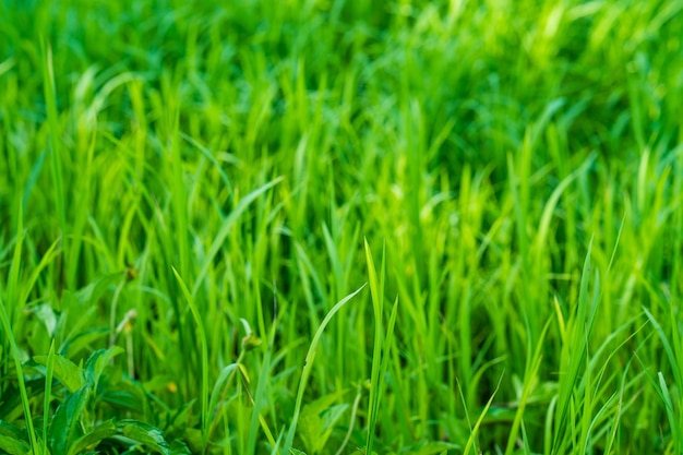 Un campo de hierba verde con la palabra verde en él