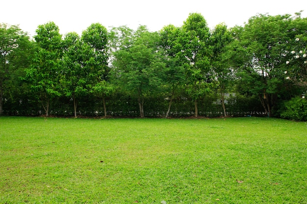 Campo de hierba verde y parque de árboles