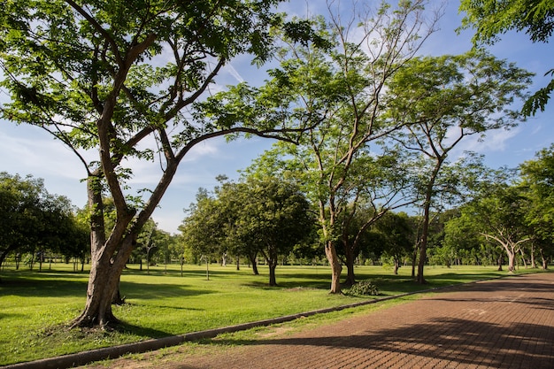 Foto campo de hierba verde en el parque