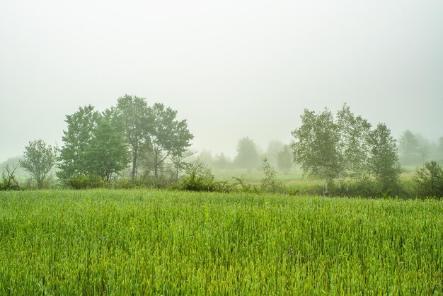 Campo de hierba verde sobre un fondo de árboles en la mañana de niebla en verano