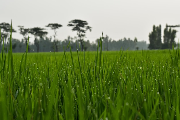 Un campo de hierba verde con el sol brillando en el suelo