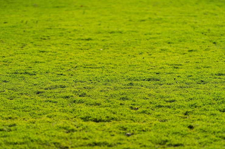Foto campo de hierba verde, textura de fondo de césped verde