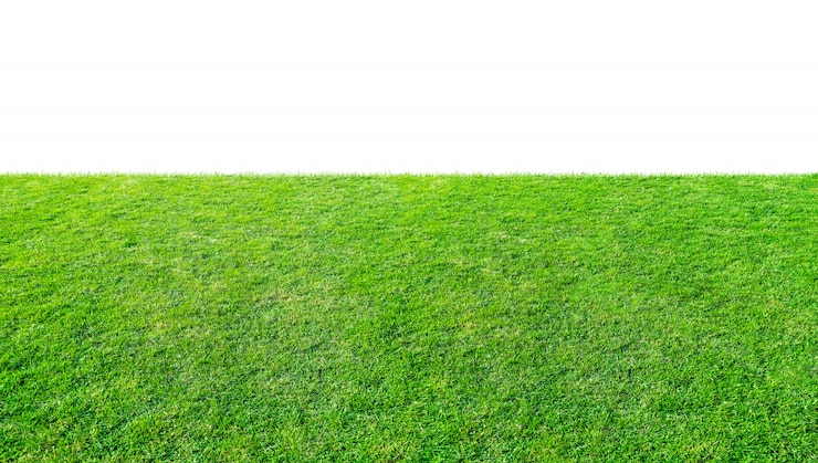 Foto campo de hierba verde