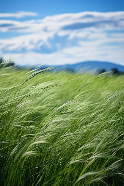 Un campo de hierba verde