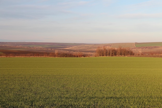 Un campo de hierba verde