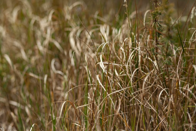 campo de hierba