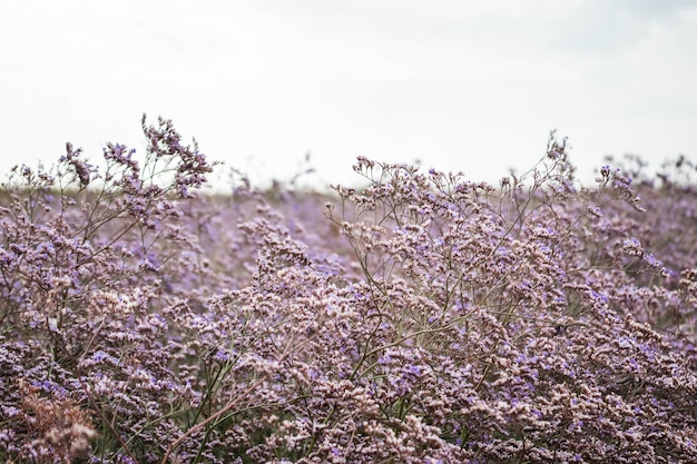 Campo de hierbas. Hora de verano. Planta con hermosas flores moradas