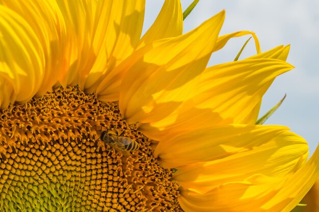 Foto un campo de hileras de plantas de girasol protegidas de plagas, malezas y enfermedades.