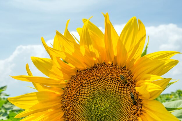 Un campo de hileras de plantas de girasol protegidas de plagas, malezas y enfermedades.