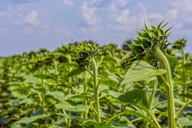 Foto un campo de hileras de plantas de girasol protegidas de plagas, malezas y enfermedades.