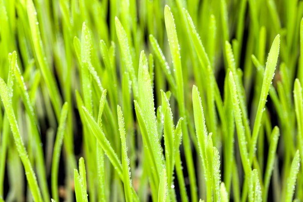 campo con hojas de hierba