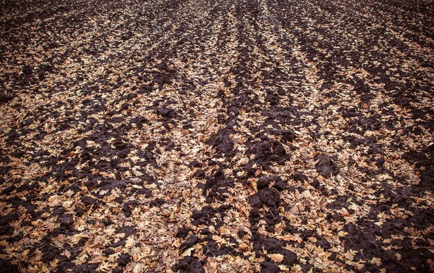 Foto campo en hojas de otoño