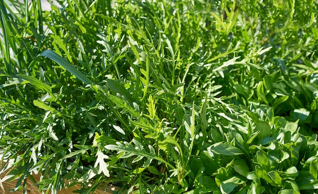 Campo de huerta de hacienda urbana de rúcula