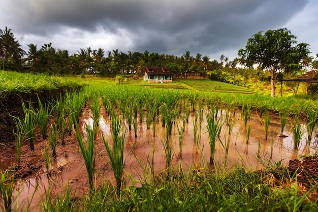 Campo en Indonesia