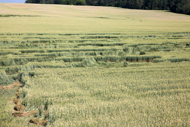 Campo industrial agrícola en el que crece la cosecha de cereales, el cultivo de trigo y otros cultivos de cereales para obtener una cosecha de cereales