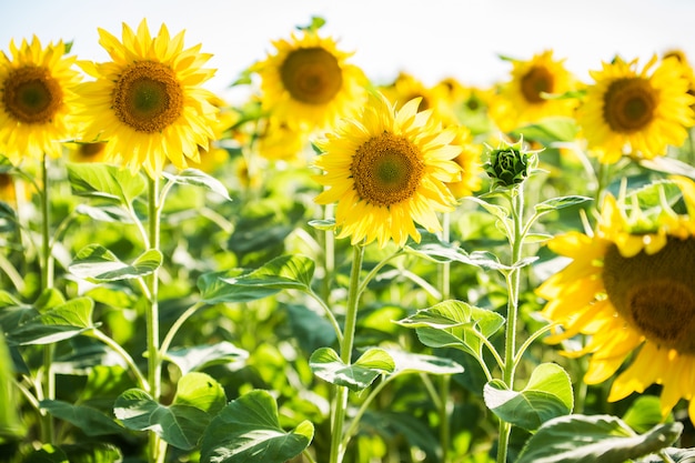 Campo interminable con girasoles - día soleado de verano