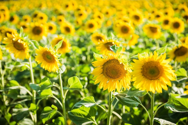 Campo interminable con girasoles - día soleado de verano