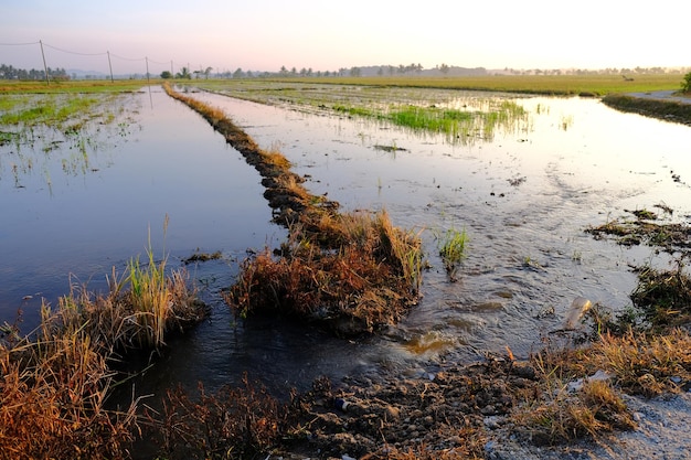 Un campo inundado con agua que fluye sobre él.